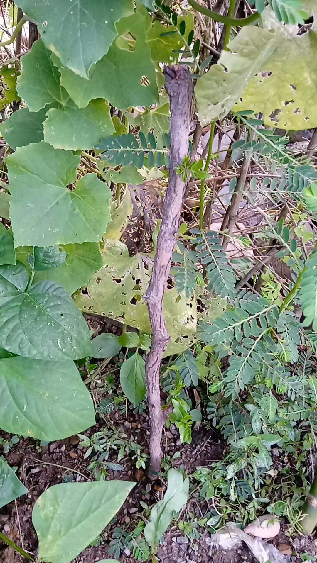 为什么我自已种植冬枣？