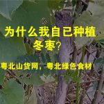 为什么我自已种植冬枣？