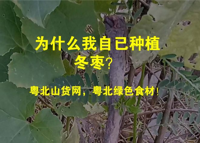 为什么我自已种植冬枣？