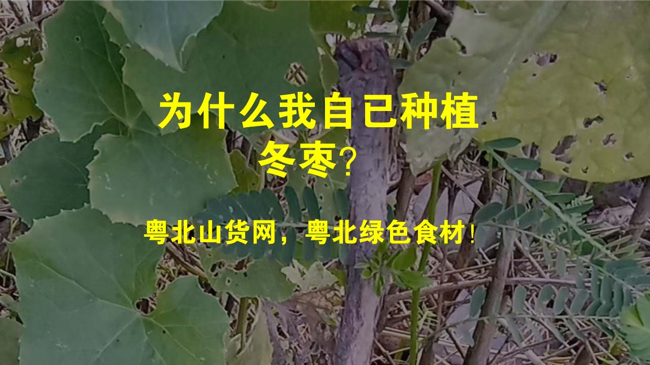 为什么我自已种植冬枣？