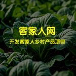 11月份可以种植的蔬菜及其收获时间、土质条件